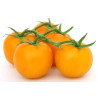 TOMATO - GOLD NUGGET, vine