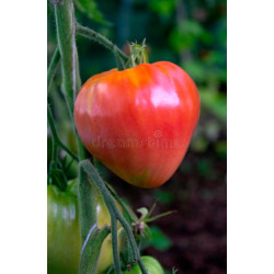 TOMATO - OXHEART RED, VINE