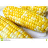 CORN - SWEETCORN - SUNGOLD