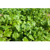 NEW ZEALAND SPINACH - WARRIGAL GREENS