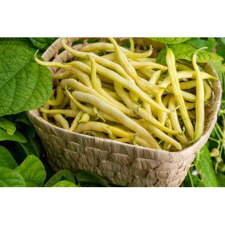 BEAN - KENTUCKY WONDER WAX, climbing.
