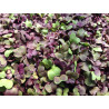 Radish - Purple, Sango