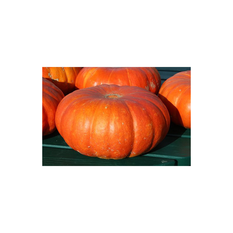PUMPKIN - AUSTRALIAN BUTTER