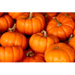 PUMPKIN - AUSTRALIAN BUTTER