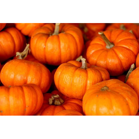 PUMPKIN - AUSTRALIAN BUTTER