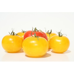TOMATO - VINE - MORTGAGE LIFTER