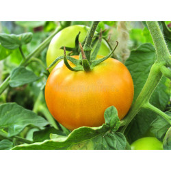 TOMATO - VINE - MORTGAGE LIFTER