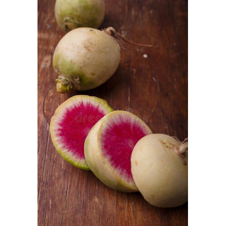 RADISH-WATERMELON