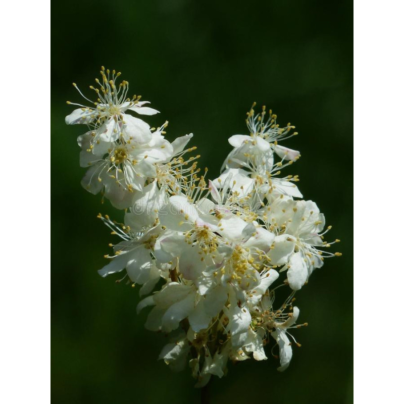 MEADOWSWEET