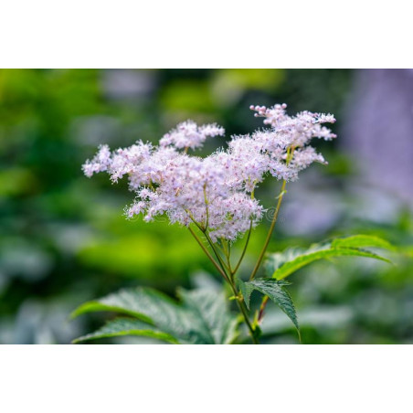 MEADOWSWEET