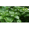 BASIL-SWEET GENOVA