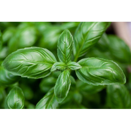 BASIL-SWEET GENOVA