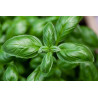 BASIL-SWEET GENOVA