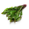 DANDELION, RED RIB