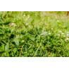 Biodiversity Mix