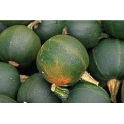 ZUCCHINI-ROUND-ORGANIC