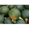 ZUCCHINI-ROUND-ORGANIC