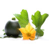 ZUCCHINI-ROUND-ORGANIC