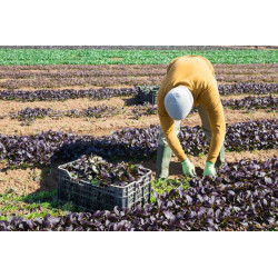 LETTUCE - LITTLE GEM - MINI COS - ORGANIC