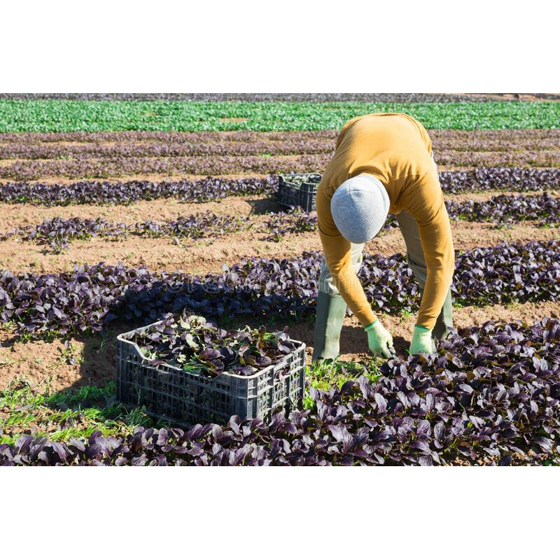 LETTUCE - LITTLE GEM - MINI COS - ORGANIC