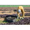 LETTUCE - LITTLE GEM - MINI COS - ORGANIC