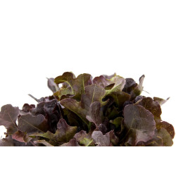 LETTUCE - LITTLE GEM - MINI COS - ORGANIC