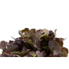 LETTUCE - LITTLE GEM - MINI COS - ORGANIC