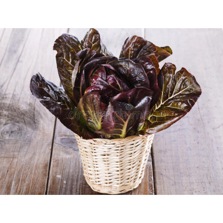 LETTUCE - LITTLE GEM - MINI COS - ORGANIC