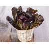 LETTUCE - LITTLE GEM - MINI COS - ORGANIC