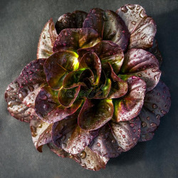 LETTUCE - LITTLE GEM - MINI COS - ORGANIC