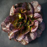 LETTUCE - LITTLE GEM - MINI COS - ORGANIC