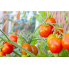 TOMATO - BUSH - TINY TIM