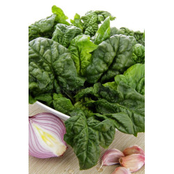 SPINACH-BLOOMSDALE LONG STANDING