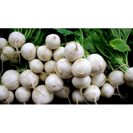 TURNIP - TOKYO WHITE