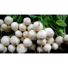 TURNIP - TOKYO WHITE