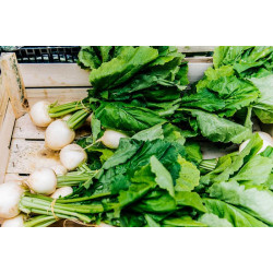 TURNIP - TOKYO WHITE