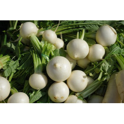 TURNIP - TOKYO WHITE