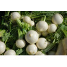 TURNIP - TOKYO WHITE