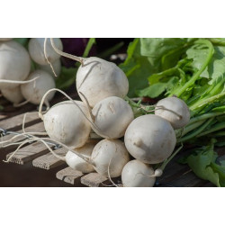 TURNIP - TOKYO WHITE