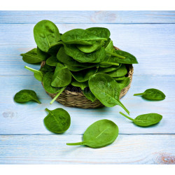 SPINACH-BLOOMSDALE LONG STANDING