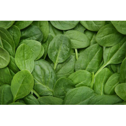 SPINACH-BLOOMSDALE LONG STANDING