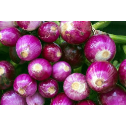 ONION - PURPLETTE