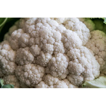 CAULIFLOWER-SELECTION 174