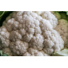 CAULIFLOWER-SELECTION 174
