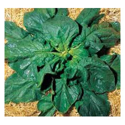 SPINACH - WINTER GIANT - ORGANIC