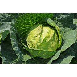 CABBAGE - GOLDEN ACRE - ORGANIC
