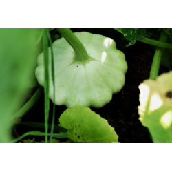 SQUASH - GOLDEN BUTTONS