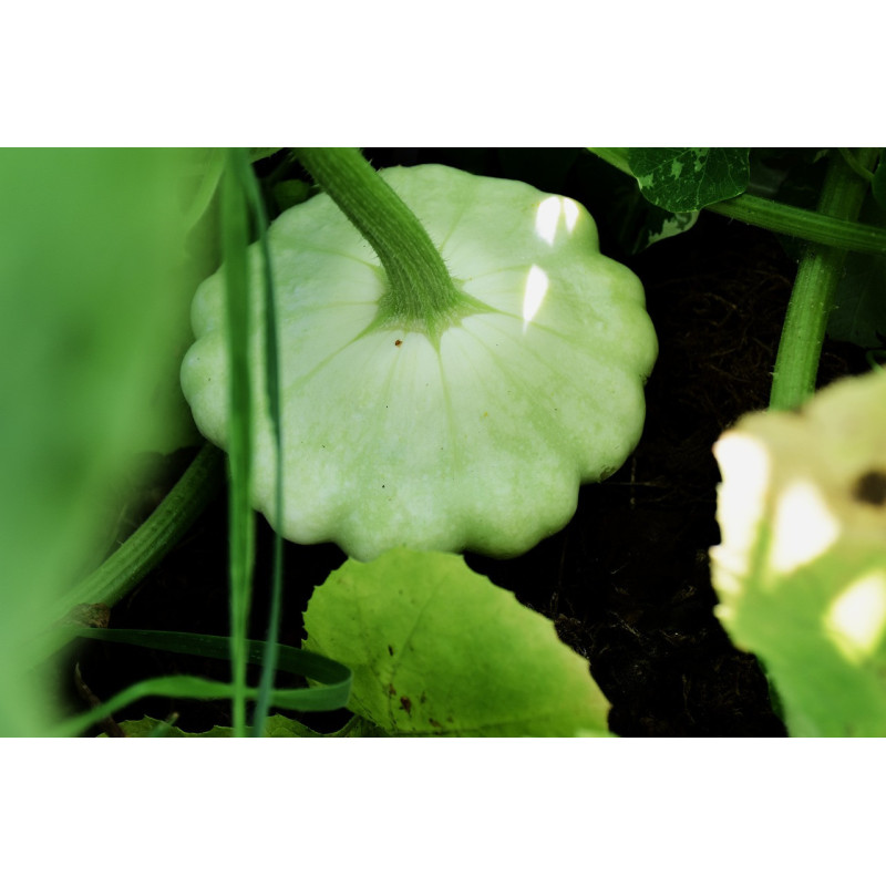 SQUASH - GOLDEN BUTTONS