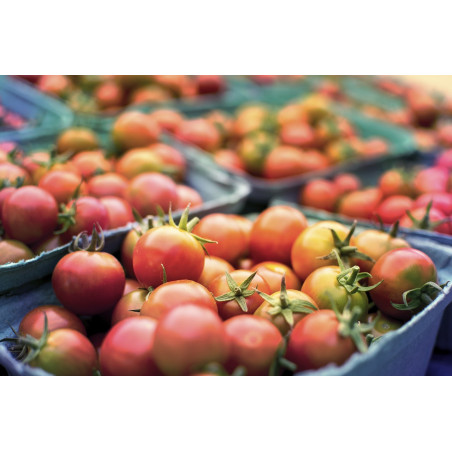 TOMATO-VINE-GARDEN PEACH