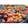 TOMATO-VINE-GARDEN PEACH